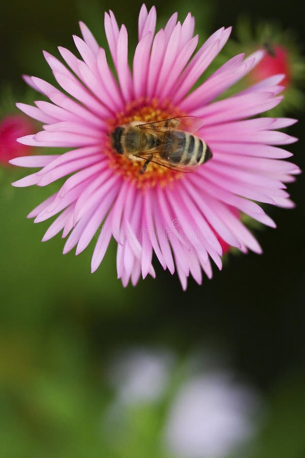 Bee on a flower Astor