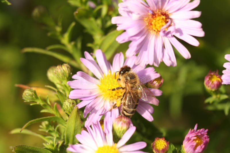 A Bee on the Flower Chrysanthemum Stock Image Image of flora, pretty
