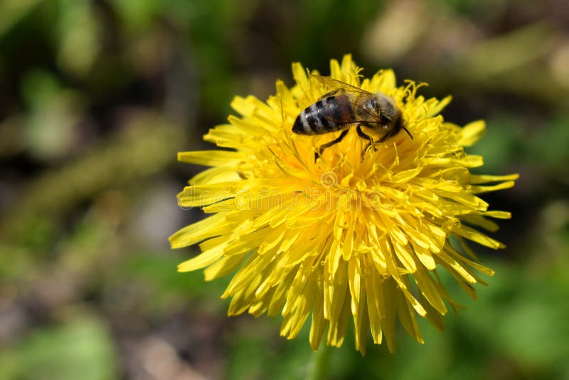 Bee on a Flower of Dandelion Stock Photo Image of park, dandelion