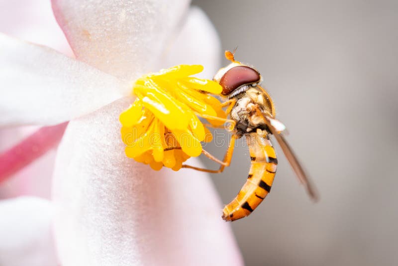 Marmalade Hoverfly on a Flower Eating Pollen Stock Image Image of