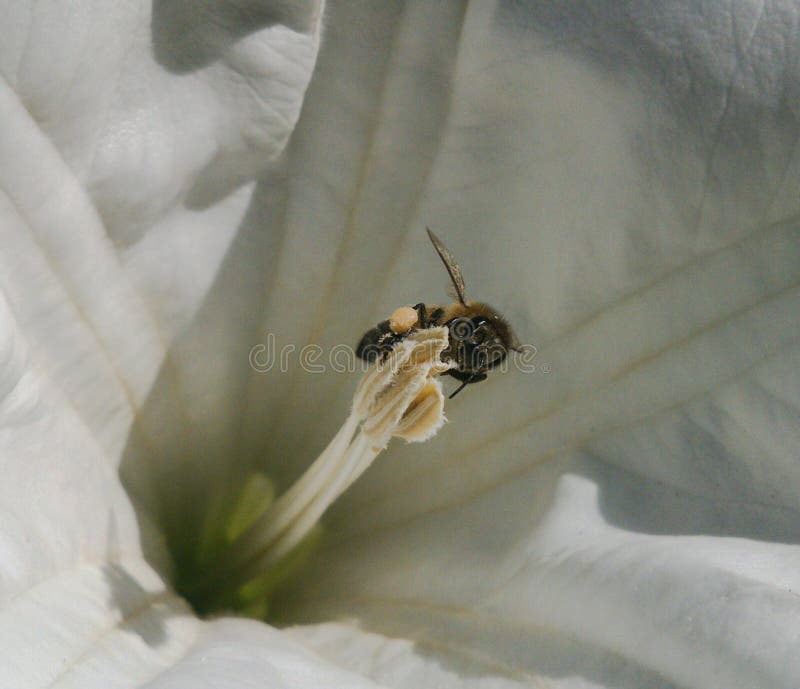 Bee on flower stock image. Image of floret, season, fertilize 46091699