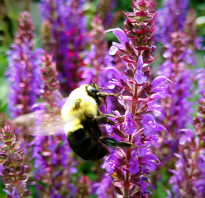 Bee pollination stock photo. Image of newbrunswick, flowers 107241468