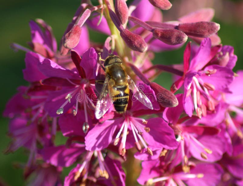 Bee on flower stock image. Image of extinction, production 60334149