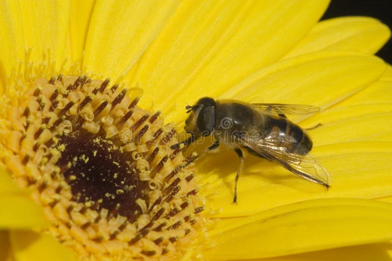 Bee and flower macro