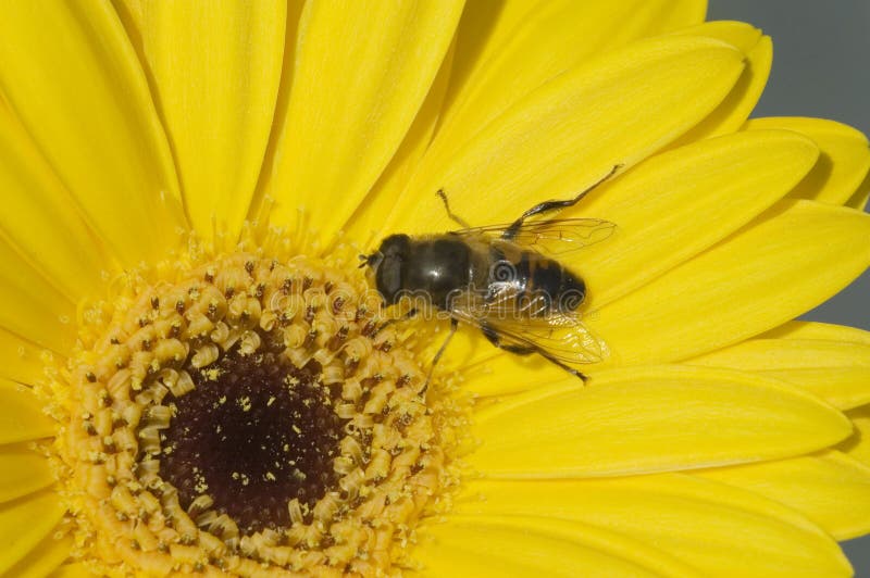 Bee and flower macro