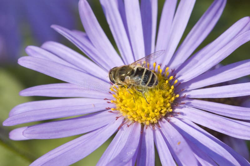 Bee flower macro