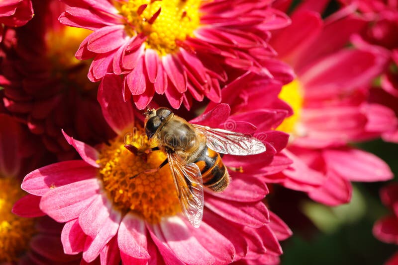 Bee on flower