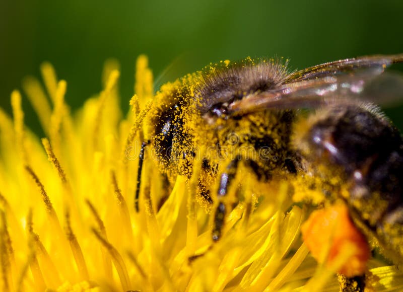 A bee on a flower in pollen