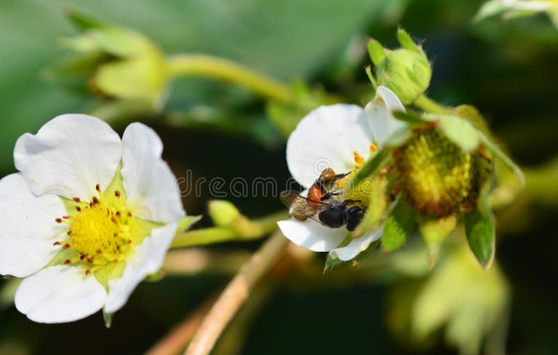 Bee on flower strawberries stock image. Image of berry 50497467