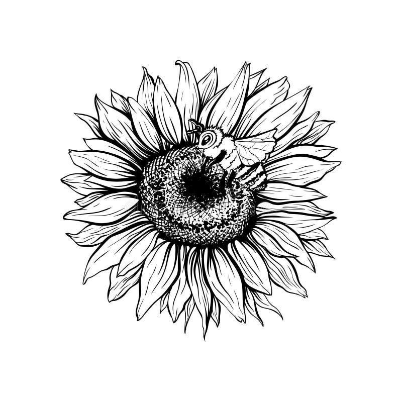 Sunflower clipart. 