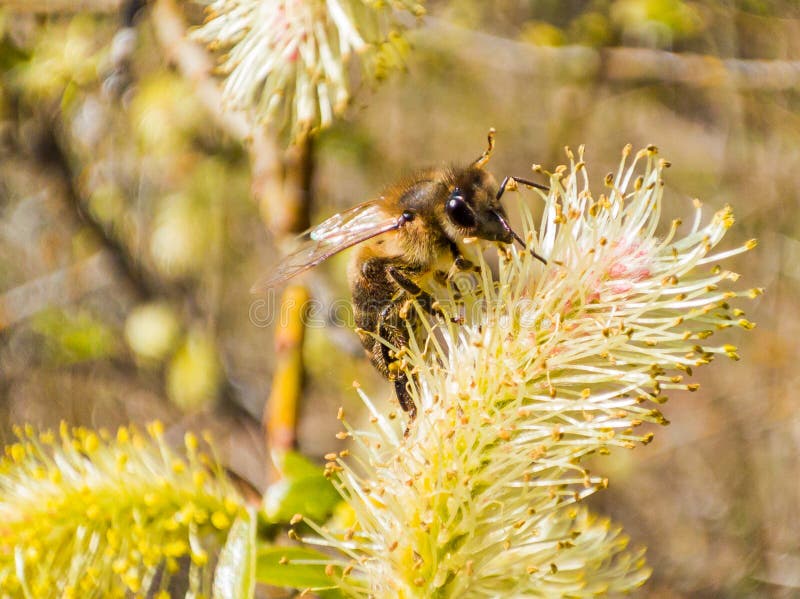 Bee on a Flower Willow Spring Stock Photo Image of apis, bloom 277422990