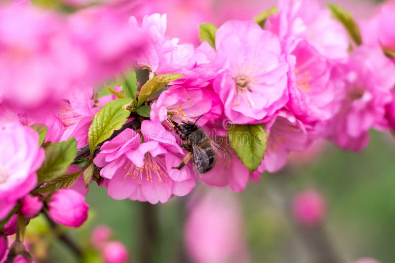 Bee on Flowers of Sakura Rose Bushes Stock Image Image of city