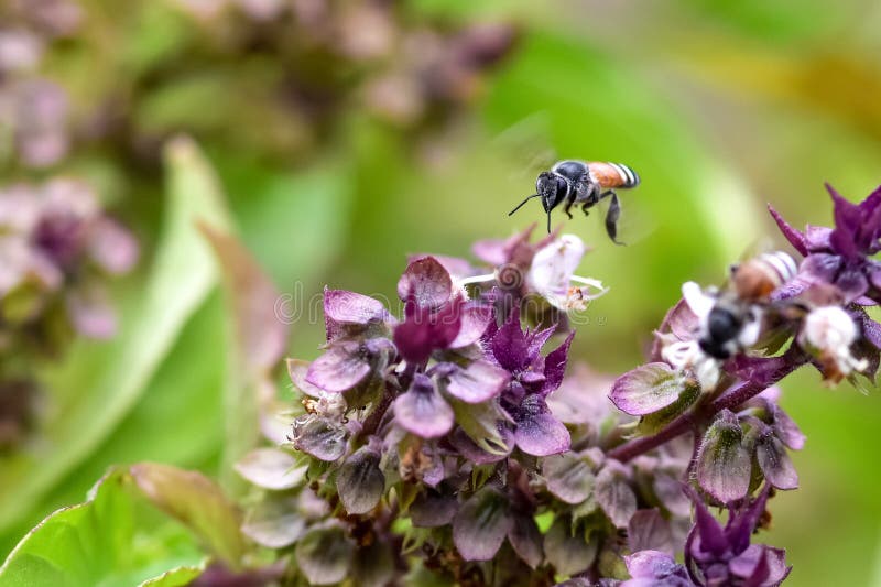 Basil Flowers with Some Leaves in Blue Background. Stock Photo Image