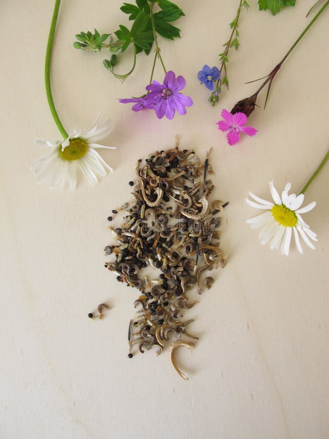 Bee Friendly Seed Mixture and Wildflowers for Wild Bees Stock Photo