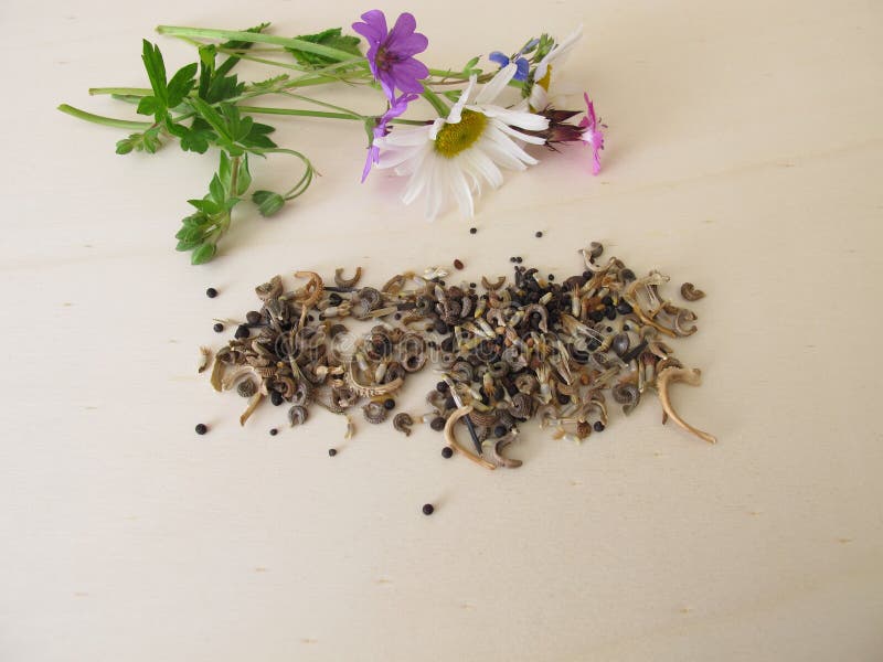 Bee Friendly Seed Mixture and Wildflowers for Wild Bees Stock Photo