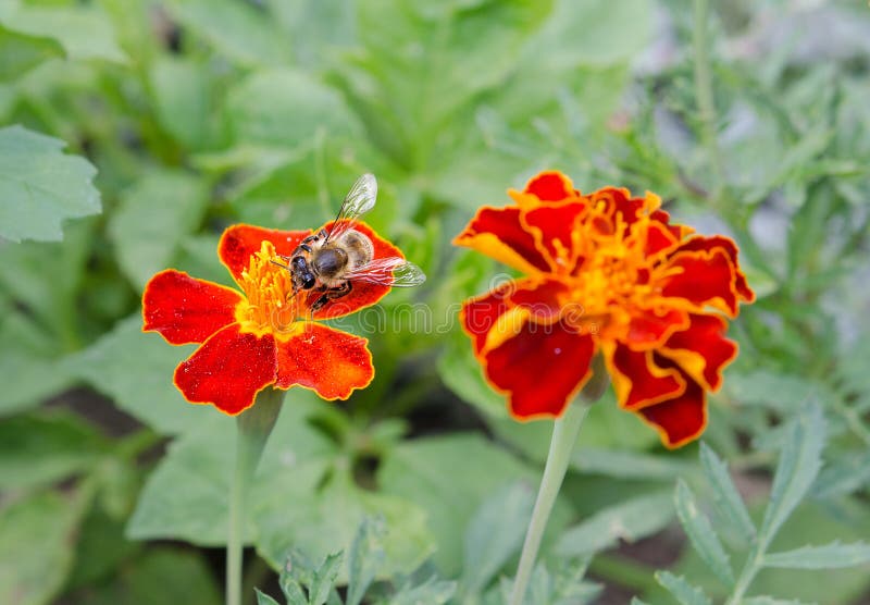 Bee in marigold stock photo. Image of field, country 100956054