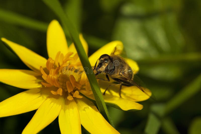 A bee gathering pollen on top of a yellow flower