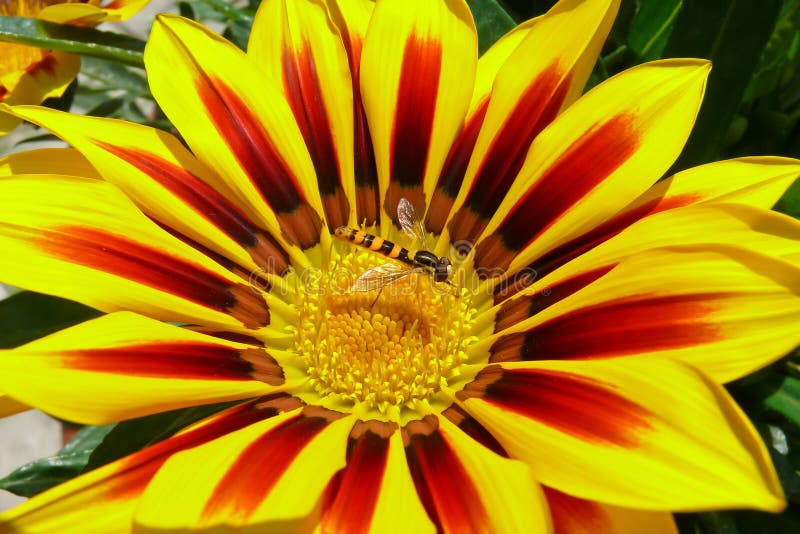 Bee on Gazania flower stock photo. Image of contrast 52109750