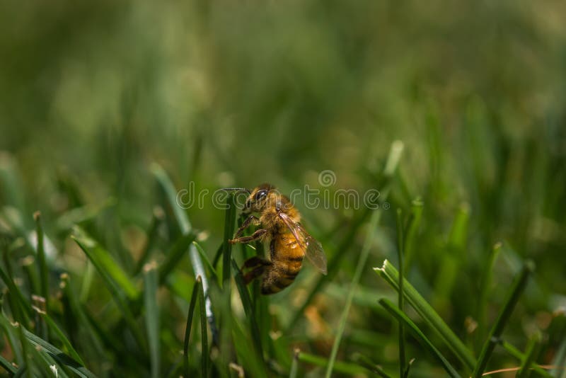 Bee in the grass on a hot day