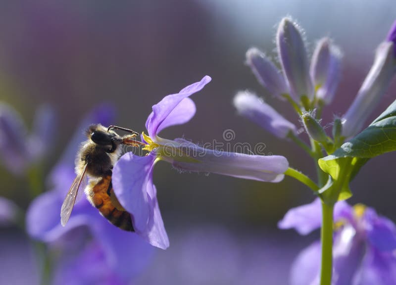 Bee harvesting honey