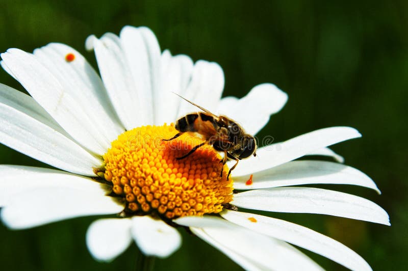 Bee Harvesting Pollen from the Flower Stock Photo Image of nature