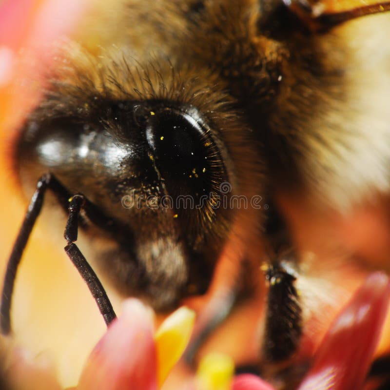 Macro colpo di miele di ape di testa.