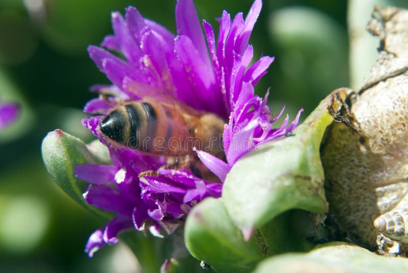 Bee hidden inside a flower stock photo. Image of pink 62479482