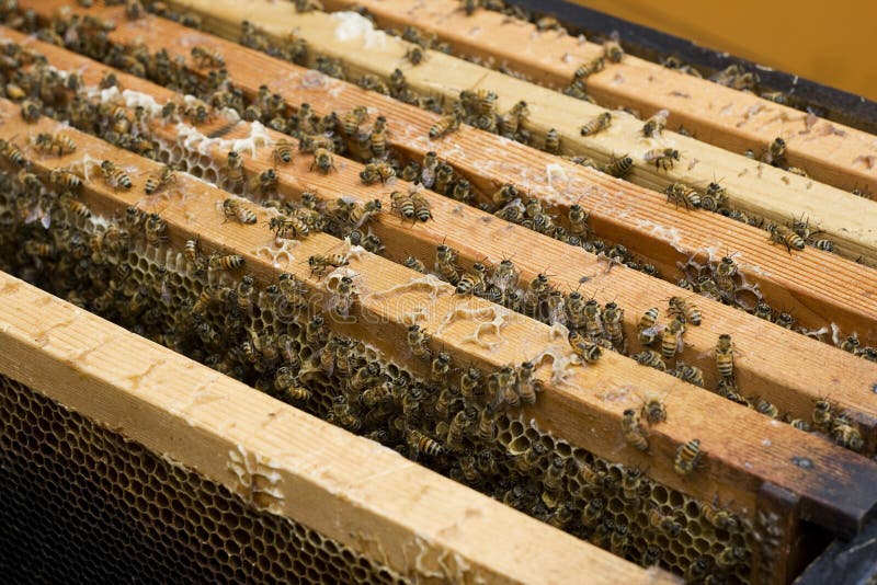 Bee Hive stock image. Image of busy, drone, larva, bees 9354519