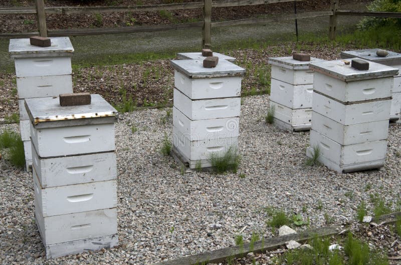 Bee hive box farm