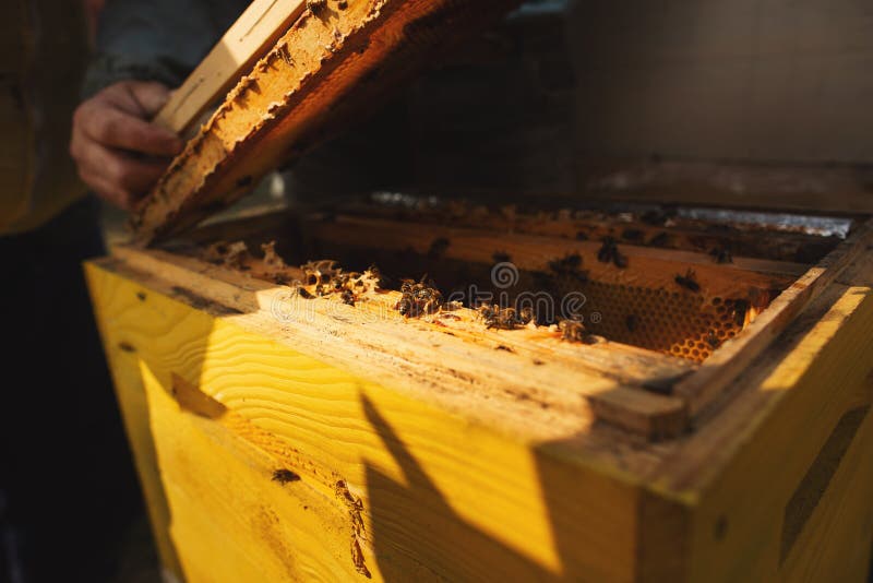 Bee hive detail close up. Beekeeper Inspecting Bee Hive after winter stock photo