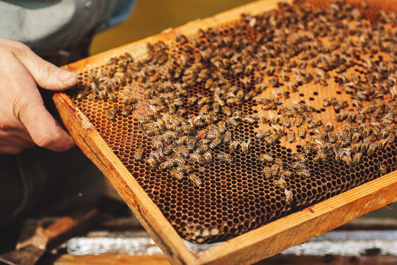 Bee hive detail close up. Beekeeper Inspecting Bee Hive after winter stock image