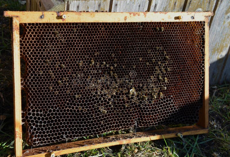 A bee hive that did not have enough carbohydrate stores of honey or sugar in the winter. the bees starved to death. they hid in th