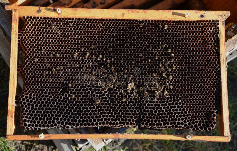 A bee hive that did not have enough carbohydrate stores of honey or sugar in the winter. the bees starved to death. they hid in th