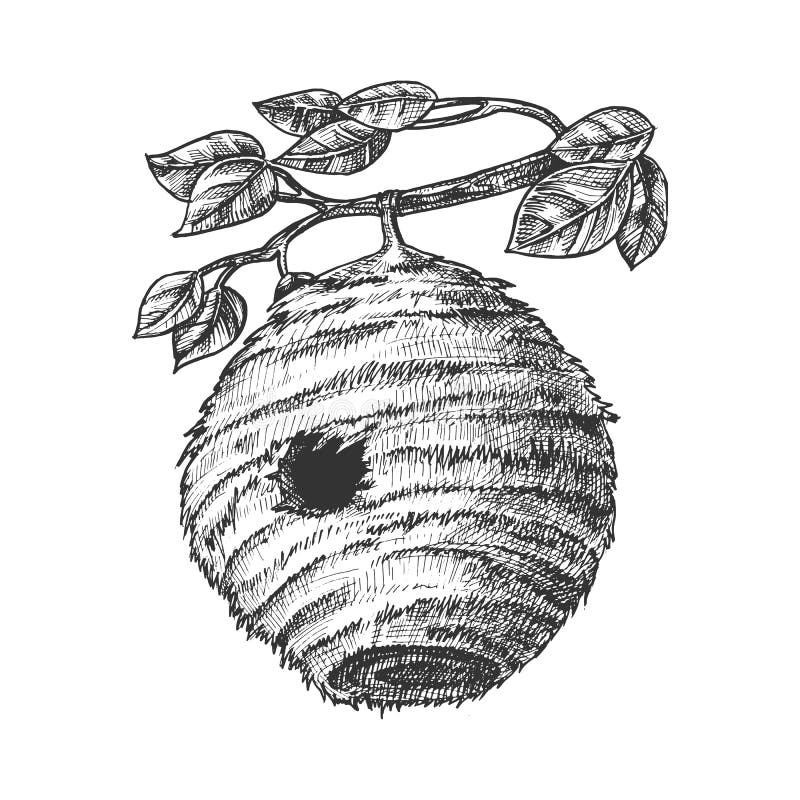 Bee Hive House of Wild Insect on Branch Vector Stock Vector - Illustration of engraved, circular: 151993165 Bee Hive House of Wild Insect on Branch Vector Stock Vector - Illustration of engraved, circular: 151993165