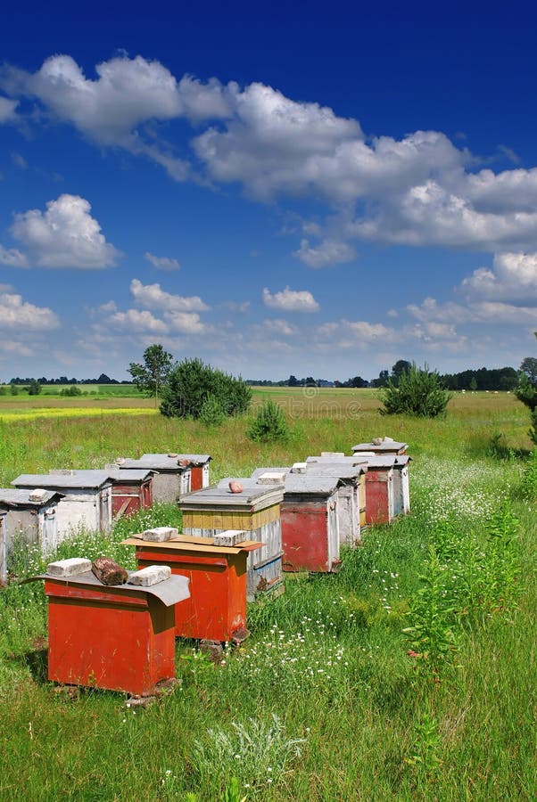 Summer meadow in moonlight stock photo. Image of seasonal 4323770