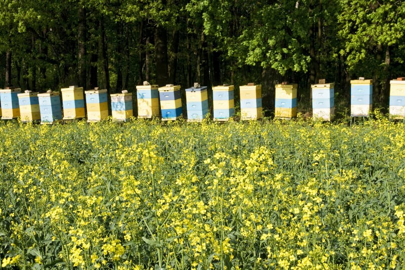 Bee Hives in Canola stock image. Image of beehive, hives 14394517