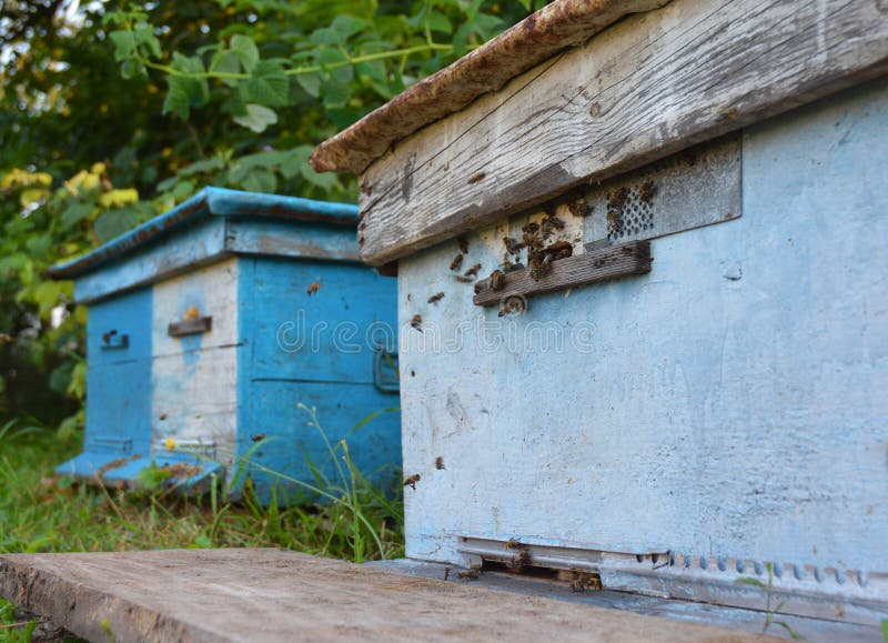 Bee Hives: Beekeeping. Swarm of honeybees coming and going around blue beehives in a bee farm. Beekeeping. Swarm of honeybees coming and going around blue stock photo Bee Hives: Beekeeping. Swarm of honeybees coming and going around blue beehives in a bee farm. Beekeeping. Swarm of honeybees coming and going around blue stock photo
