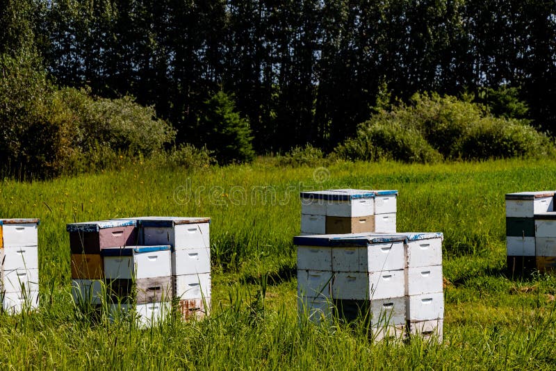 Bee Hives in a Field. Red Deer County,Alberta,Canada Stock Image Image of hamlets, mountains