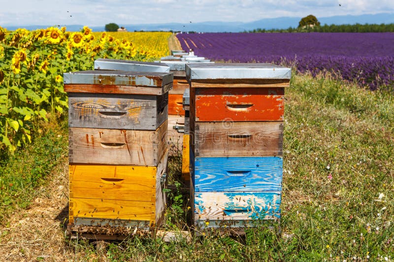 Bee hives on lavender fields, near Valensole, Provence. royalty free stock image Bee hives on lavender fields, near Valensole, Provence. royalty free stock image