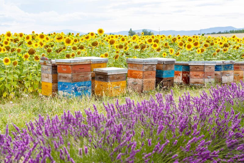 Bee hives on lavender fields, near Valensole, Provence. royalty free stock photography Bee hives on lavender fields, near Valensole, Provence. royalty free stock photography