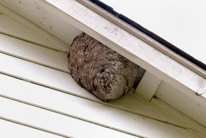 Bee Hives at Residence House