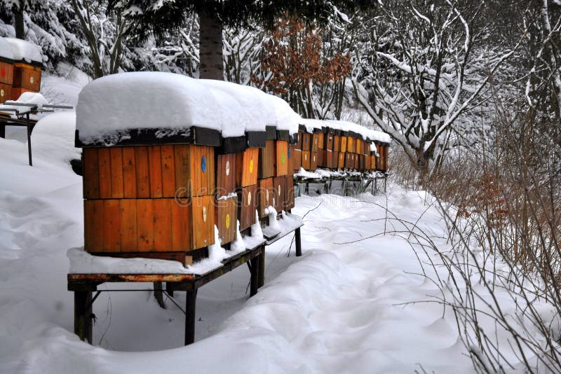 Bee hives in winter stock photo. Image of feeding, heavy 83751212