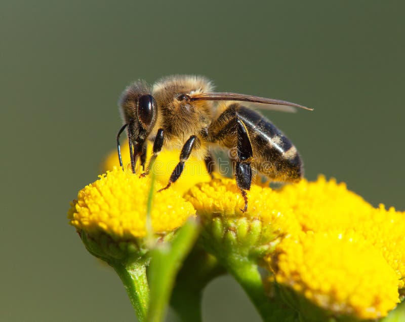 Bee or Honeybee Pollinated Yellow Flower Stock Photo - Image of honey ...