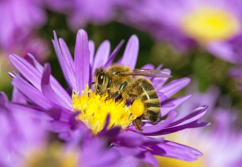 Bee or Honeybee Sitting on Flower, Apis Mellifera Stock Image - Image ...