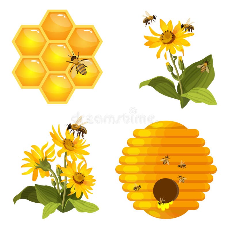 Bee on honeycomb, beehive nest, bees on yellow field flowers set isolated vector illustration Bee on honeycomb, beehive nest, bees on yellow field flowers set isolated vector illustration