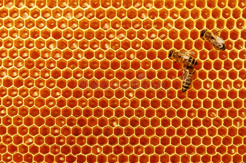 Bee honeycombs with honey and bees. Apiculture. royalty free stock images Bee honeycombs with honey and bees. Apiculture. royalty free stock images