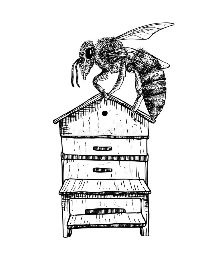 Bee on Bee House, Vector Illustration Stock Vector Illustration of