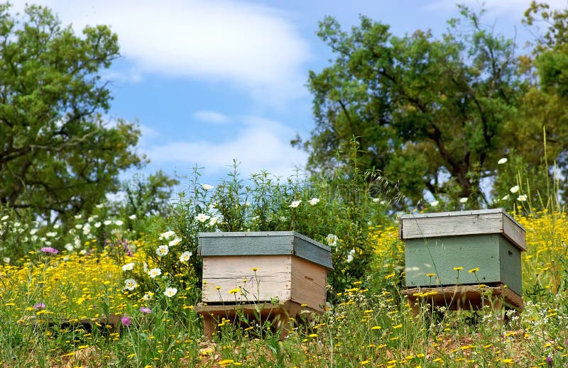 Bee houses at Portugal.