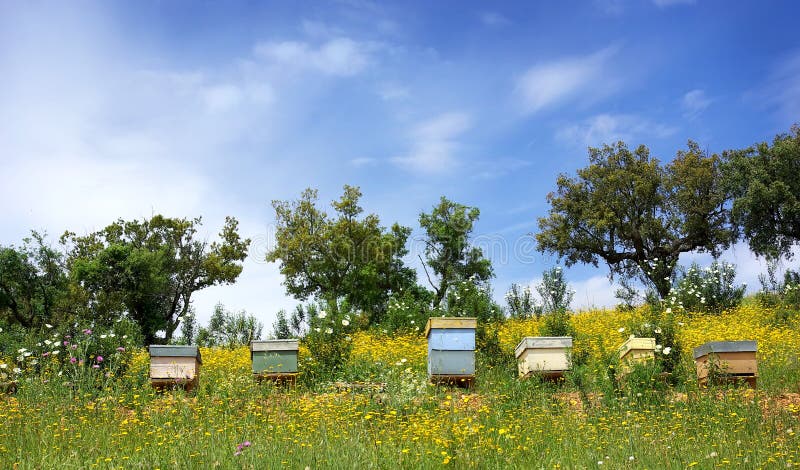 Bee houses at Portugal.