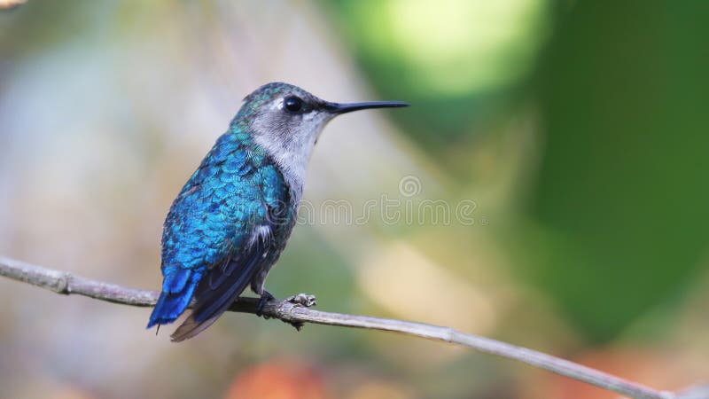 Bee Hummingbird Female, the Smallest Bird in the World Stock Image